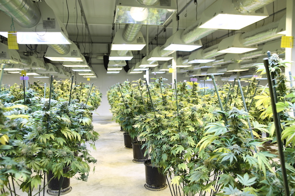 Greenhouse with marijuana plants