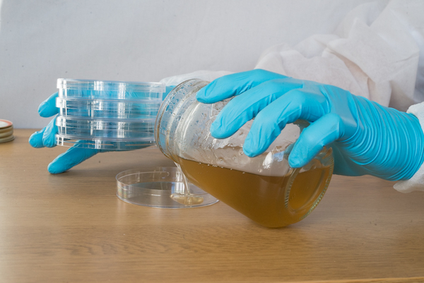 Pouring solution into petrie dish